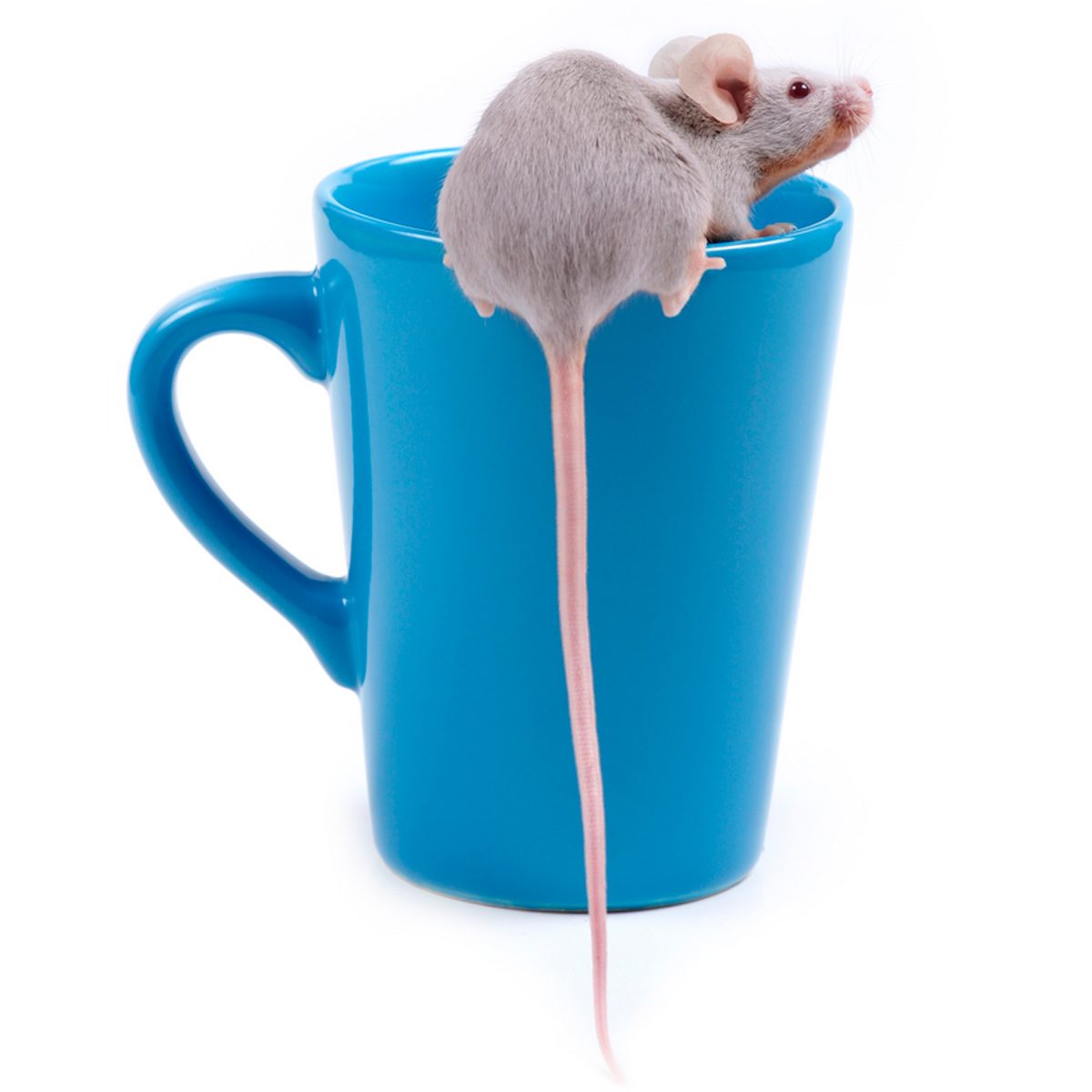 A small gray mouse climbs over the rim of a bright blue mug, with its long pink tail hanging down.