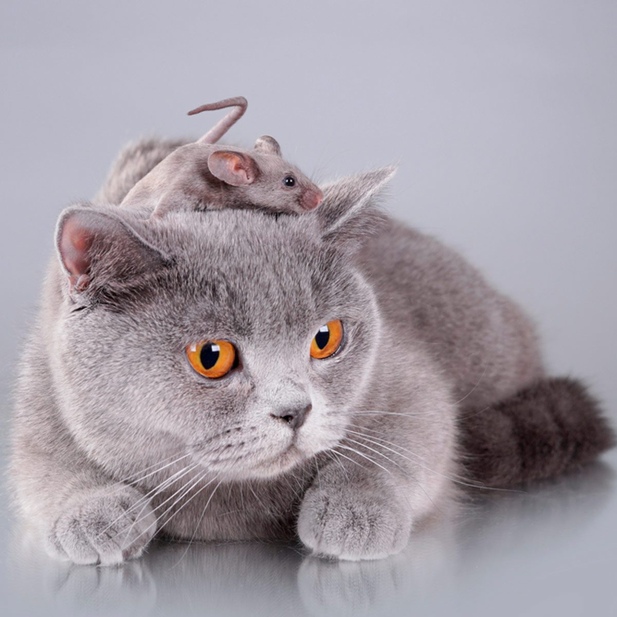 A gray cat lies calmly while a small gray mouse sits on its head, both on a reflective surface with a neutral background.