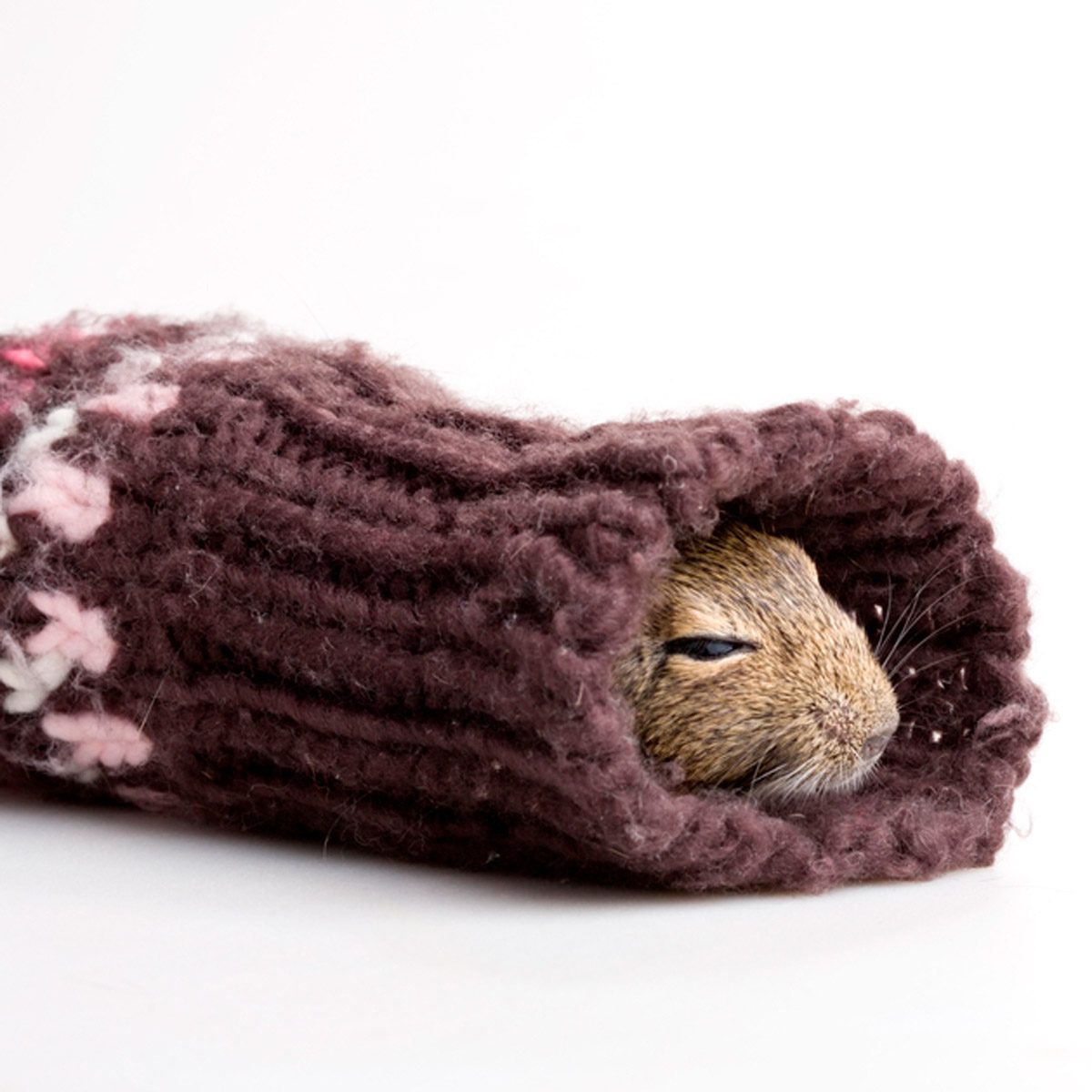 A small animal peeks out from inside a knitted, brown woolen tube, resting comfortably against a plain, light background.