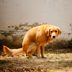 Ever Wonder Why Dogs Spin Around Before They Poop?