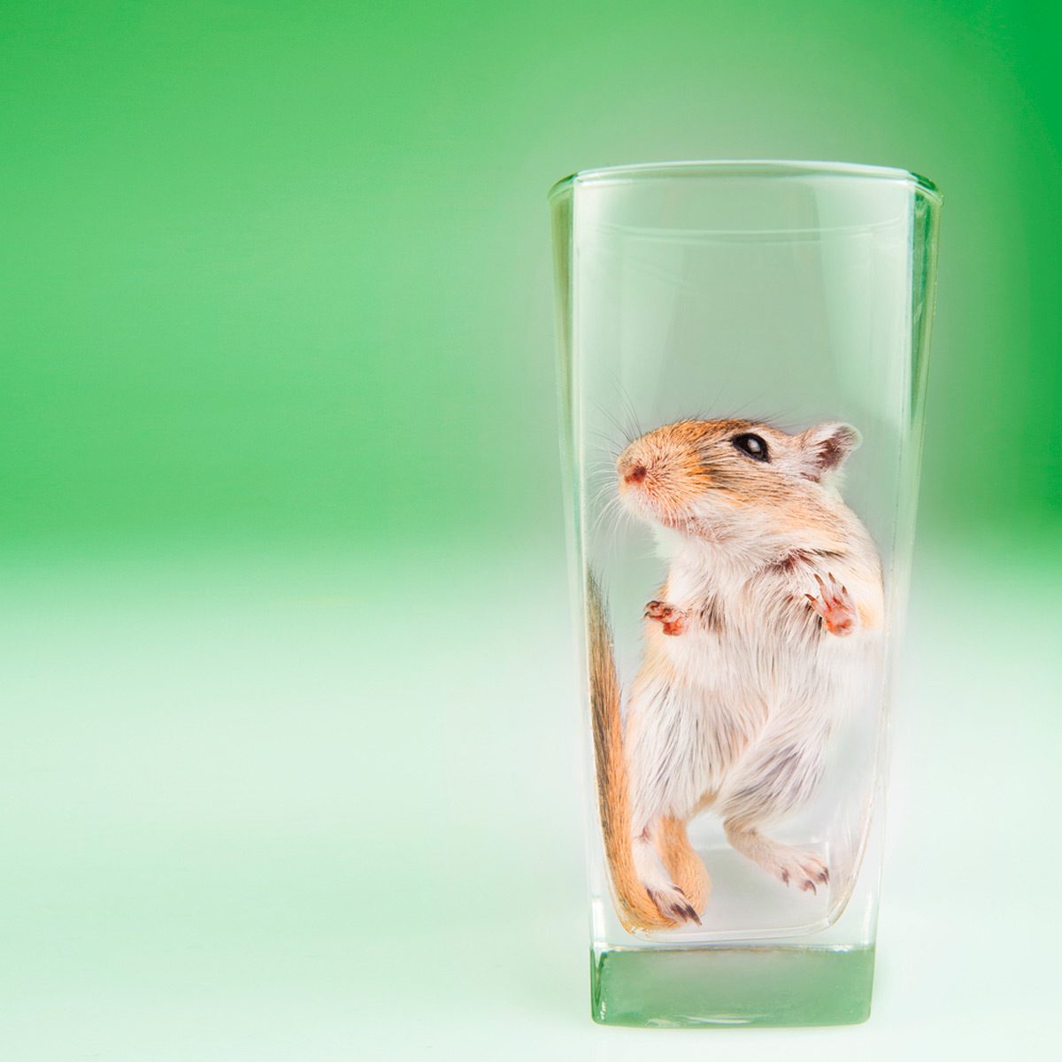 A small rodent stands upright inside a clear glass, set against a gradient green background, appearing curious or trapped.