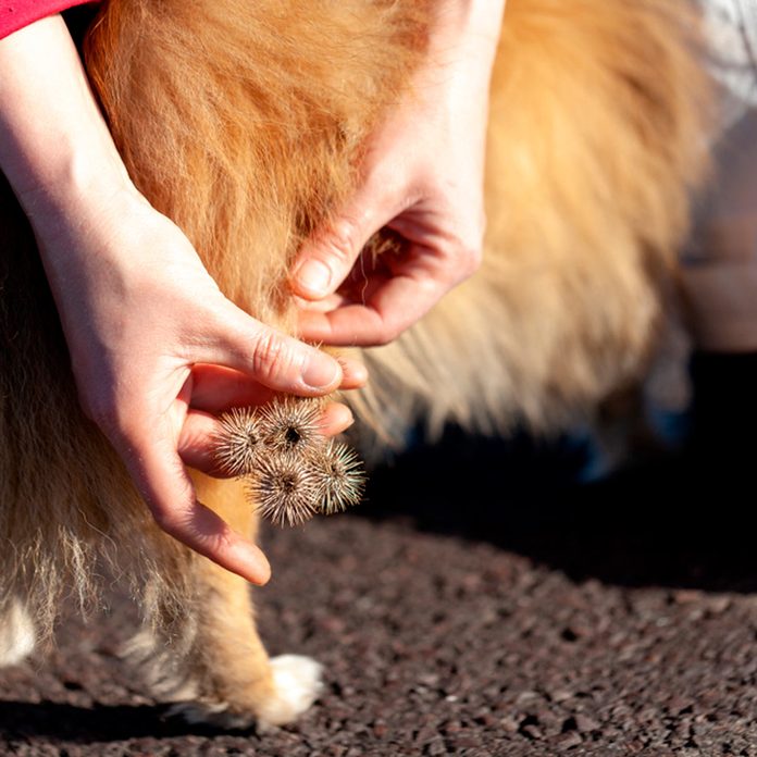 pets