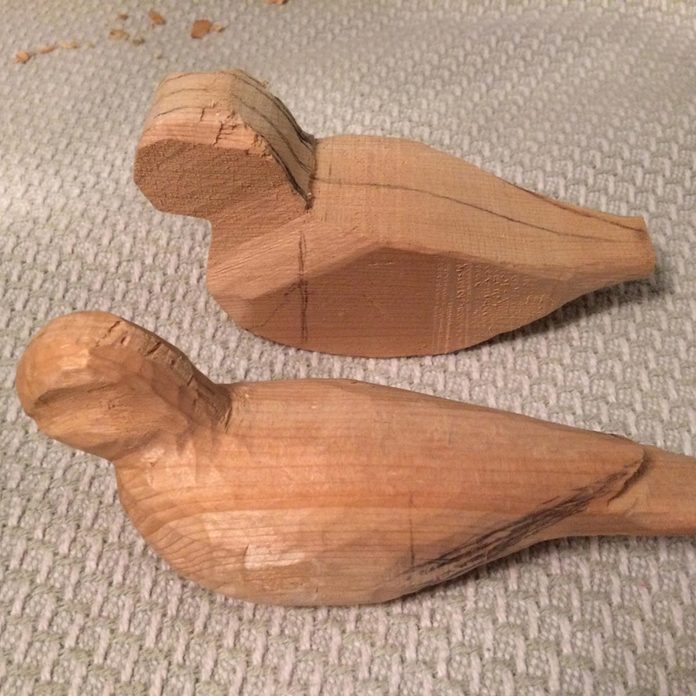 birds