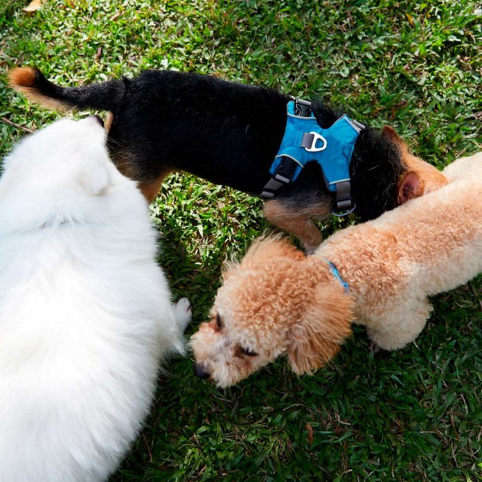 dog