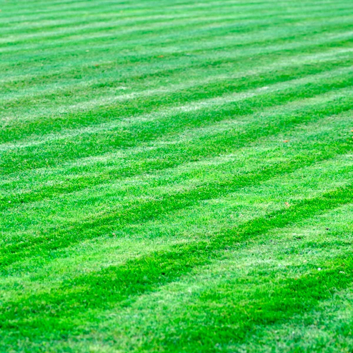 5 Ways to Keep Your Neighbor’s Weeds Out of Your Yard