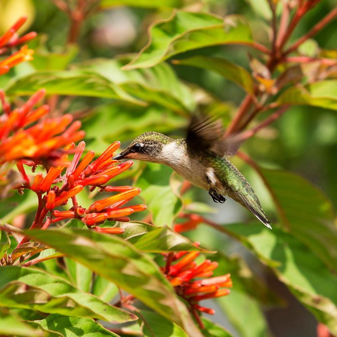 bird