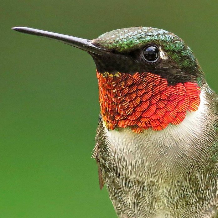 male
