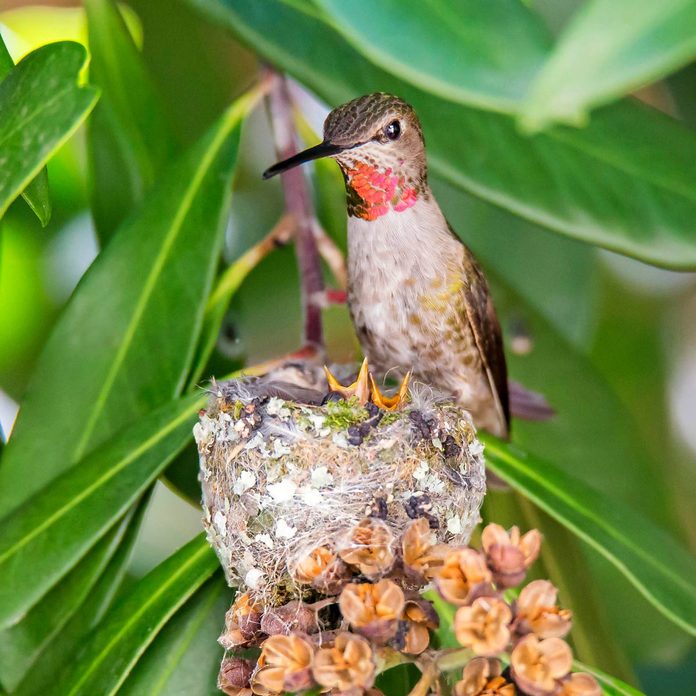 nest