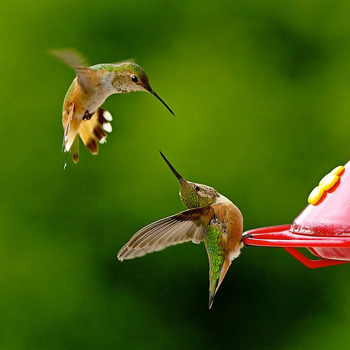fly