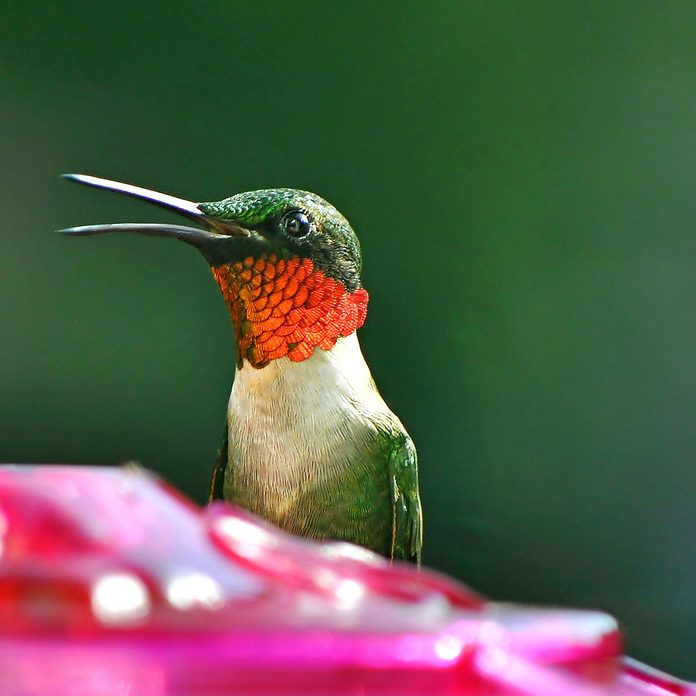 bird