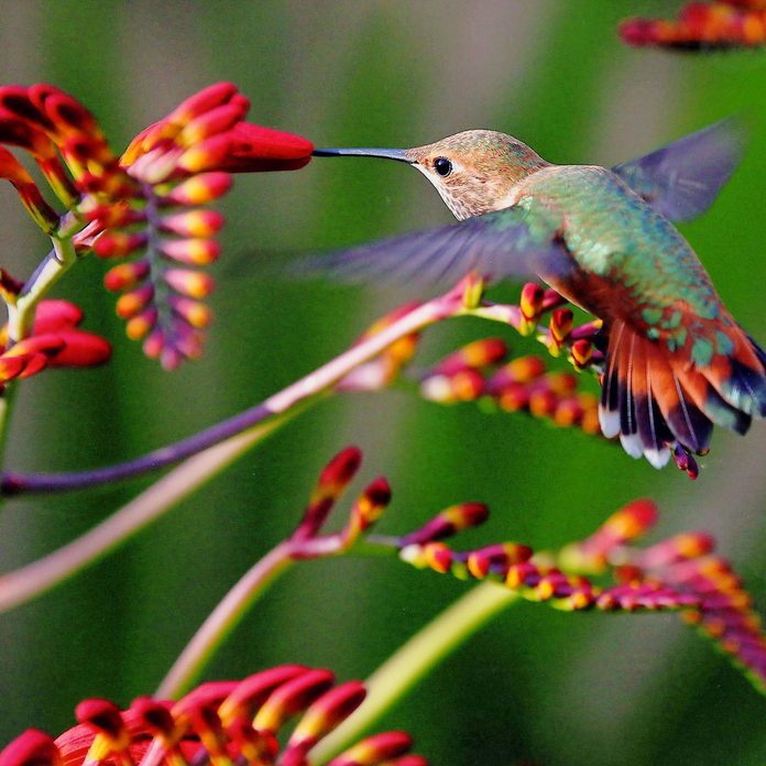 WINGS