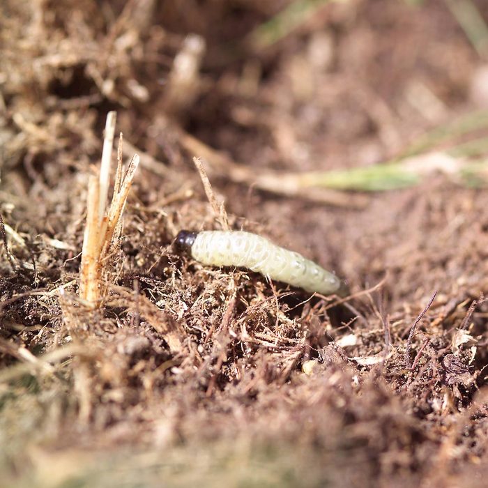 Grub