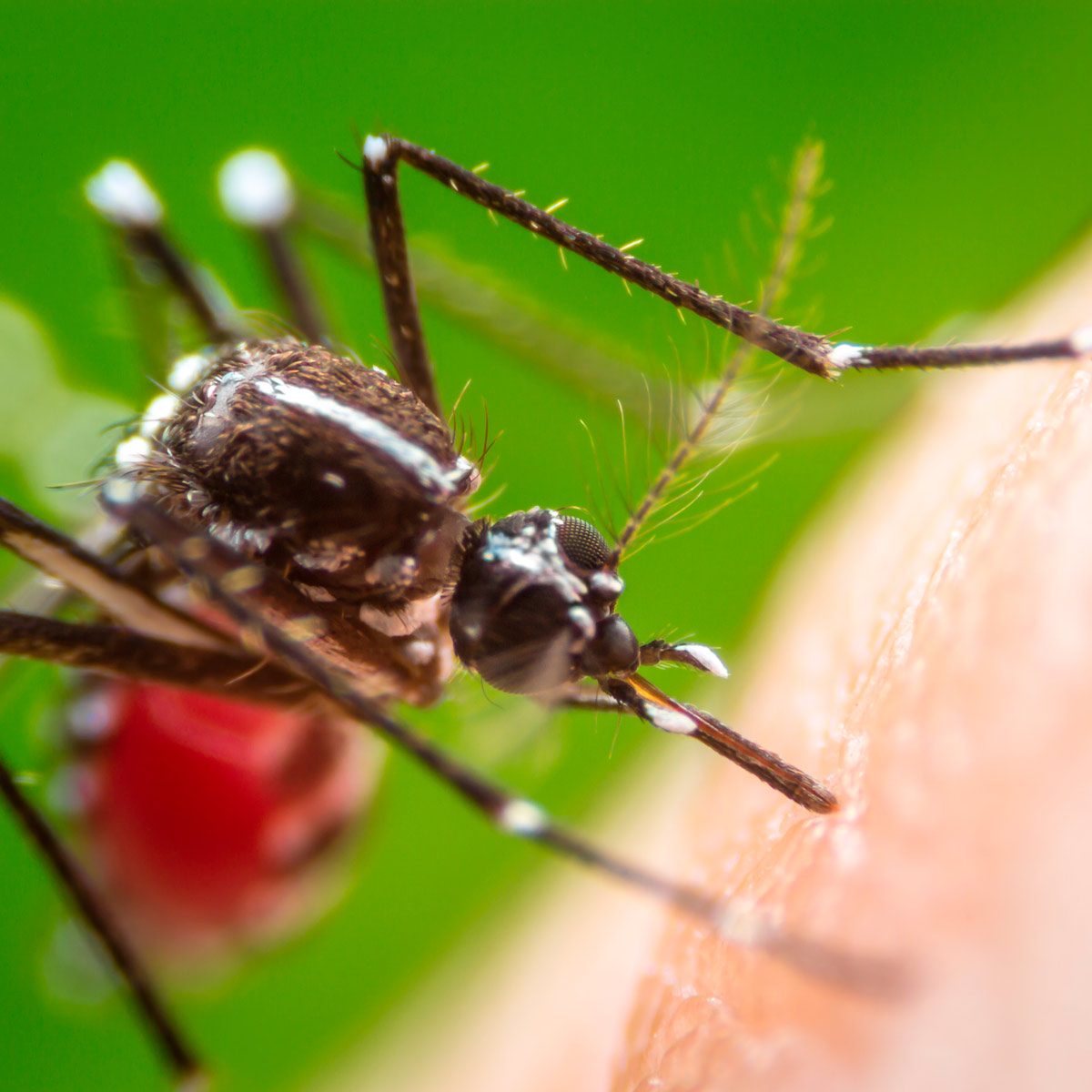 A close-up of a mosquito feeding on human skin, with vibrant green foliage in the background, highlighting intricate details of the insect's body and mouthparts.