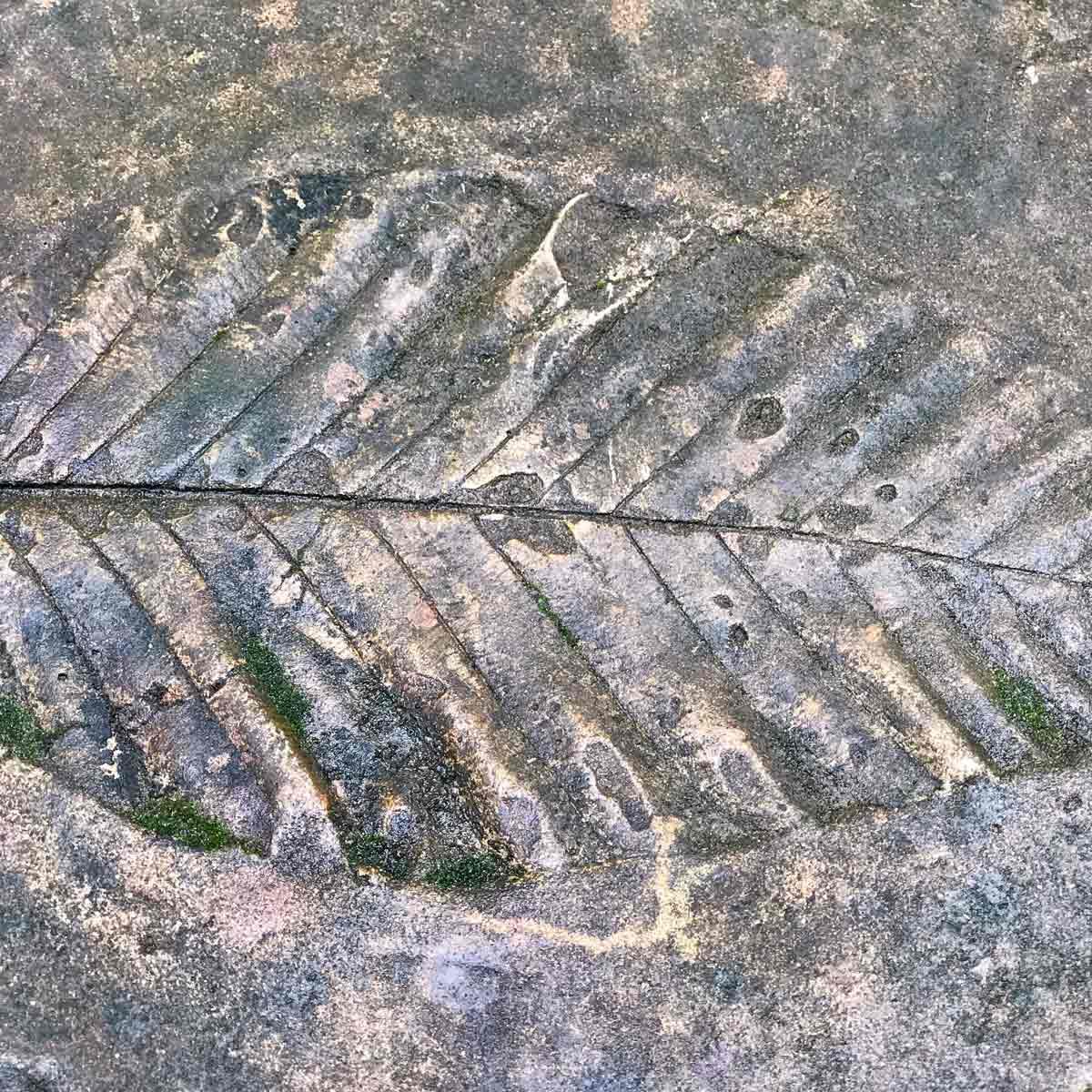 leaf