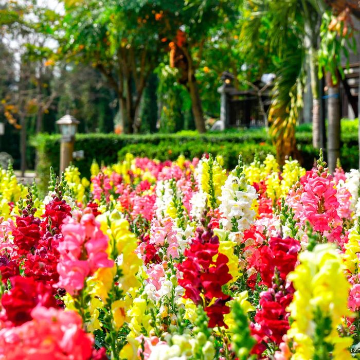 Snapdragon