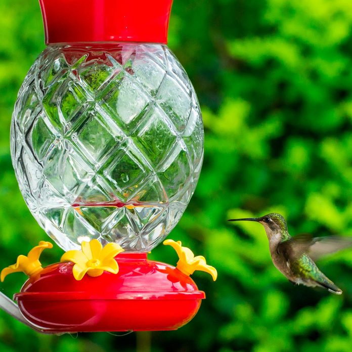 feeder