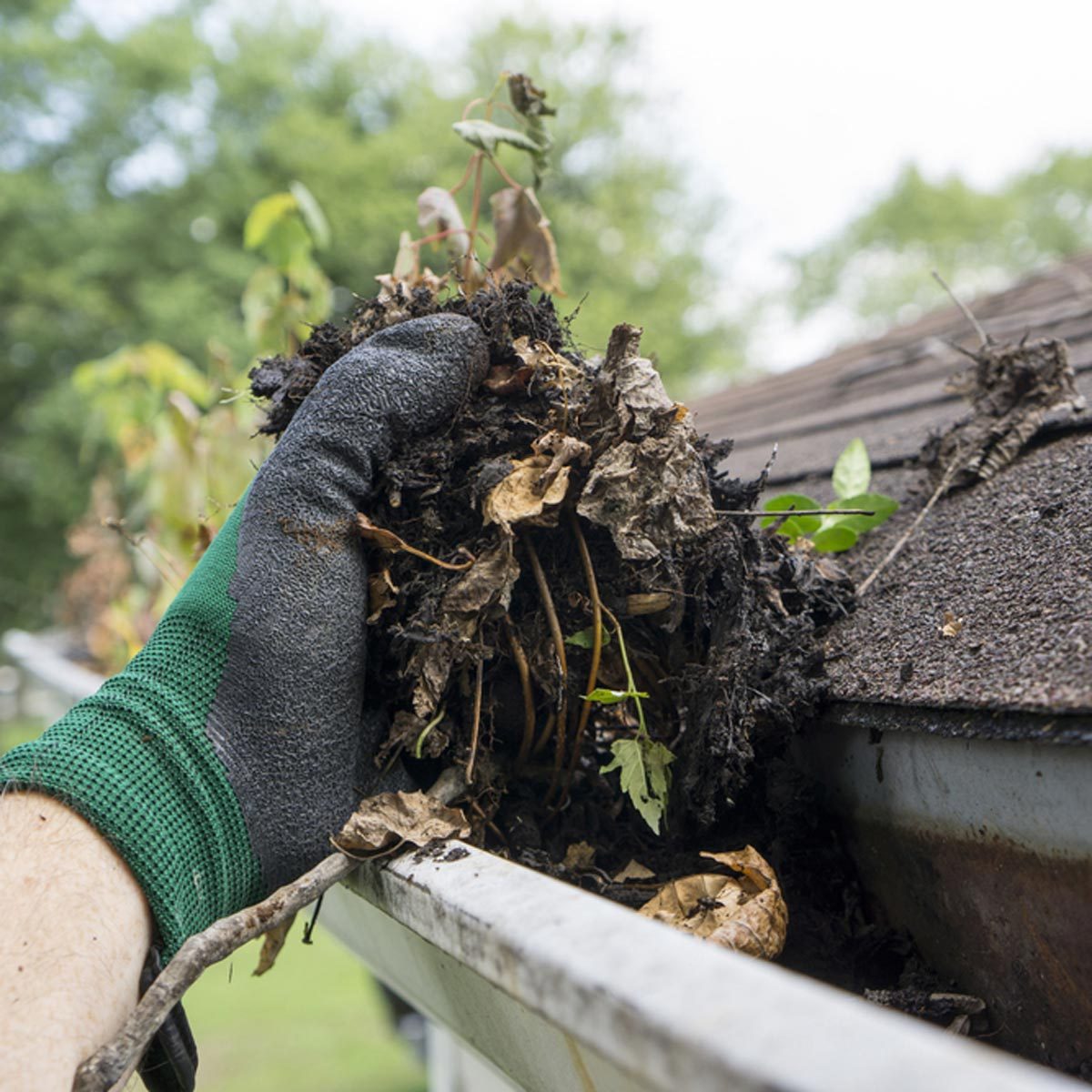 A gloved hand removes decomposed plant material from a gutter, surrounded by a blurred, green background of trees and a roof.