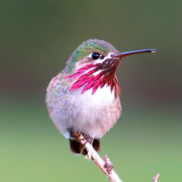 Calliope