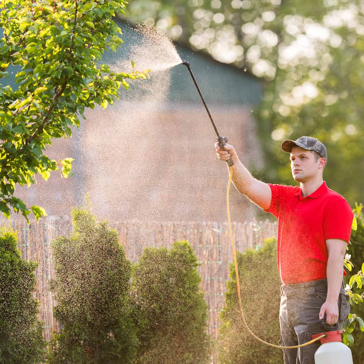 A man in a red shirt sprays a tree with a hose, surrounded by green bushes and a blurred background of a garden.