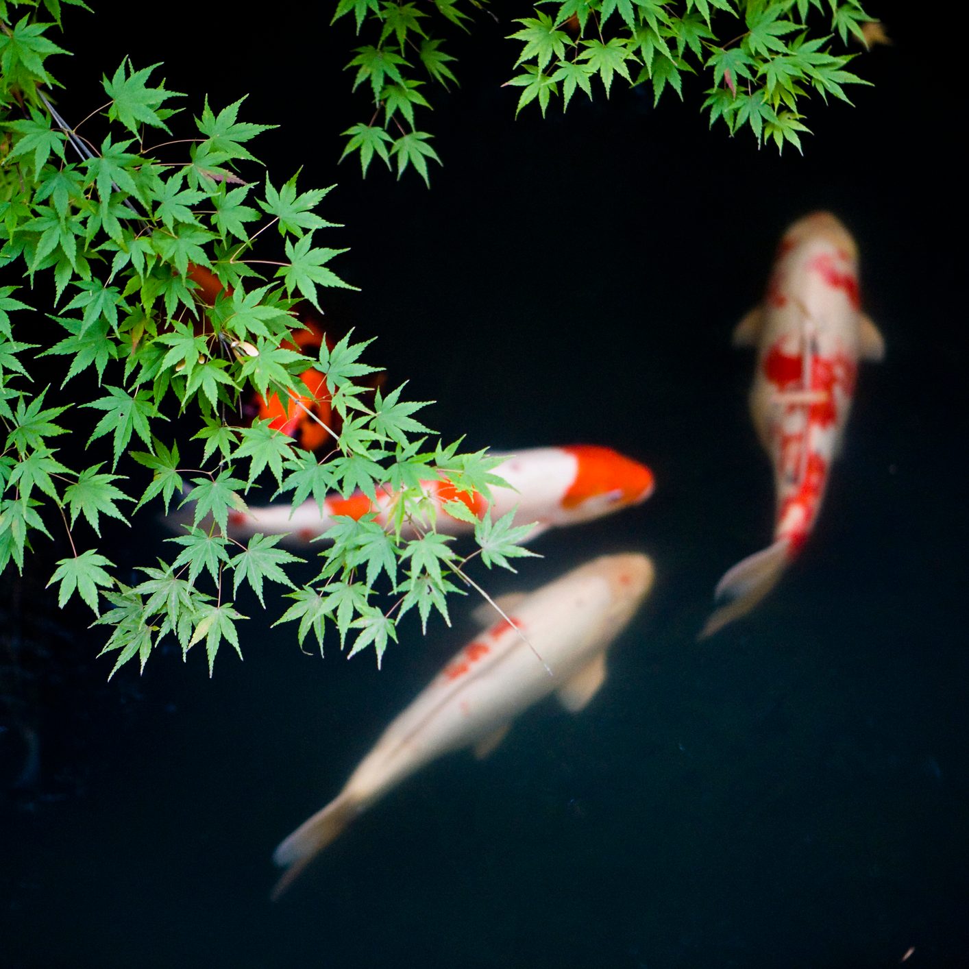 Koi fish swim in dark water, partially obscured by green leaves above, creating a tranquil and natural scene.