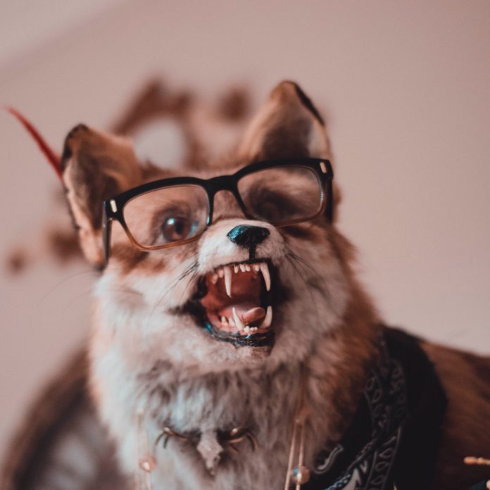 TAXIDERMY