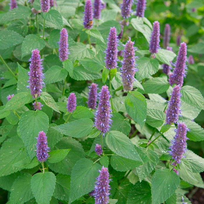 Anise