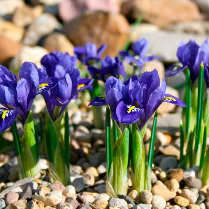 spring