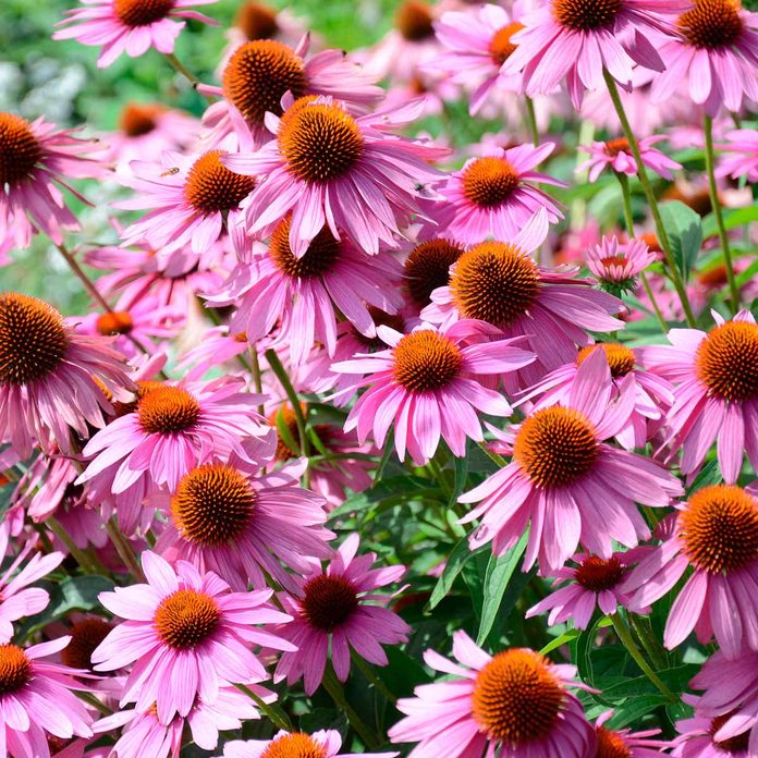 purpurea