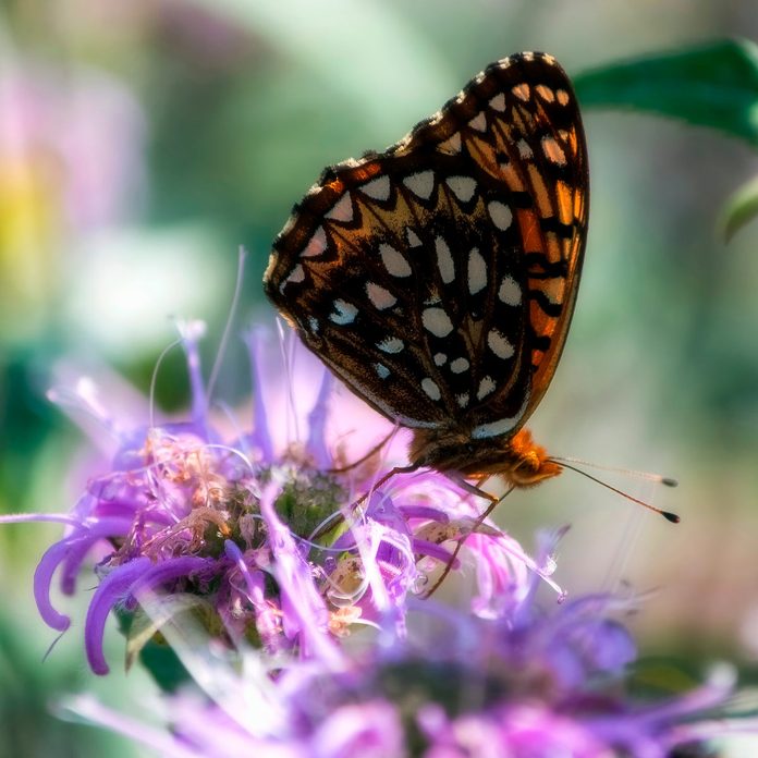 butterfly