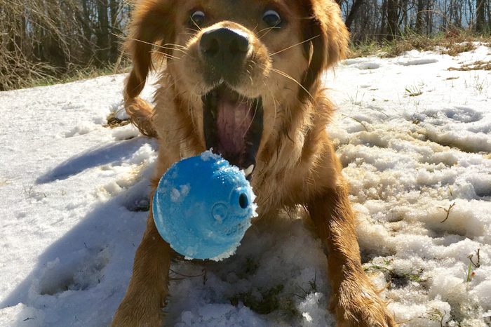 Dog playing fetch in the snow