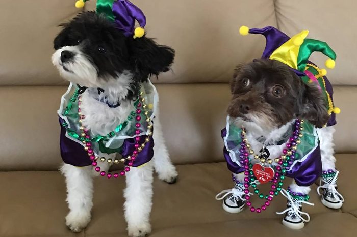 Two black and white dogs dressed in Mardi Gras attire
