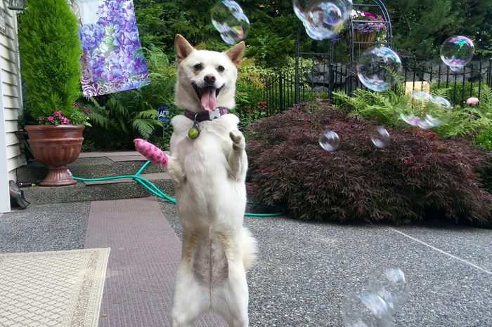 Dog standing on hind legs looking at bubbles