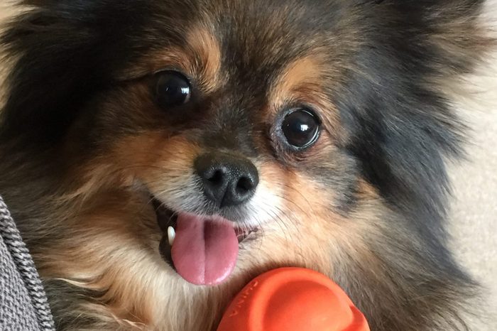 Pomeranian posing with orange ball