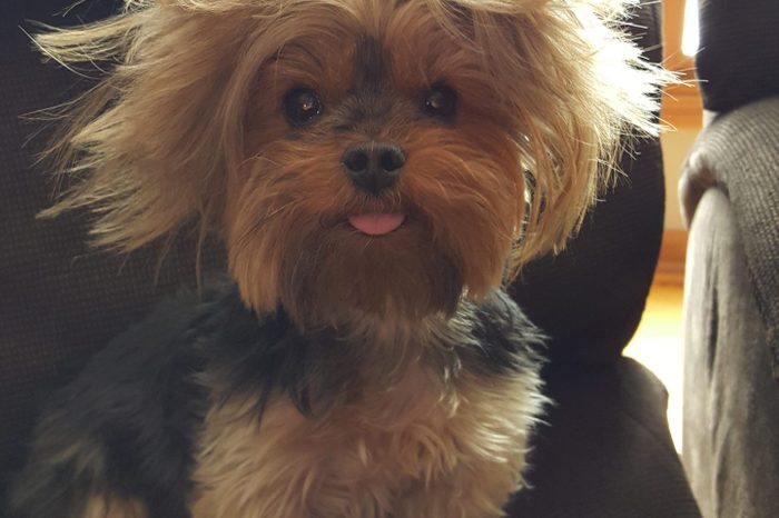 Tiny dog sitting on a black chair