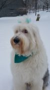 White dog with blue hair bows sitting in the snow