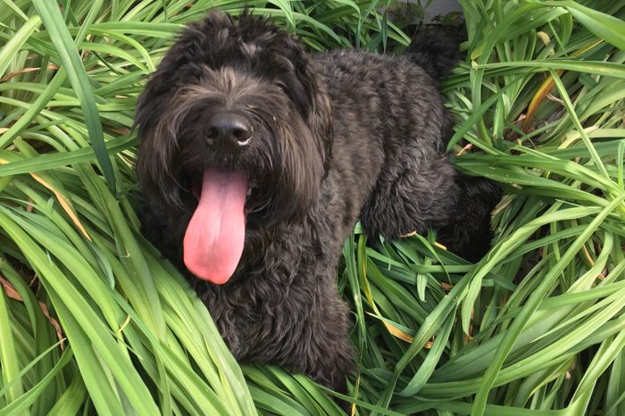 Dog playing in the garden
