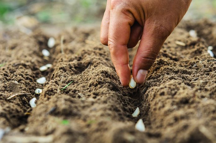 hand planting pumpkin seed of marrow in the vegetable garden