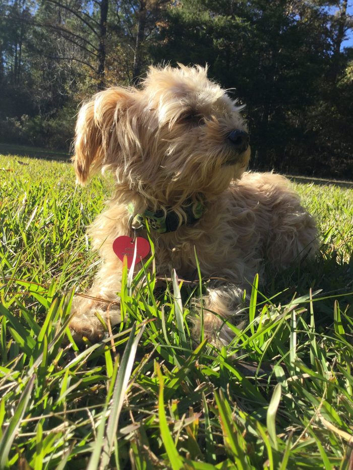 Dog sitting in the grass outside