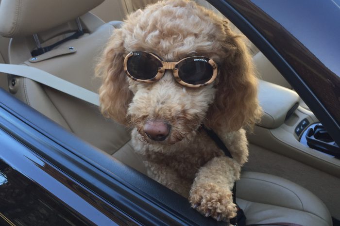 Dog sitting in convertible with sunglasses