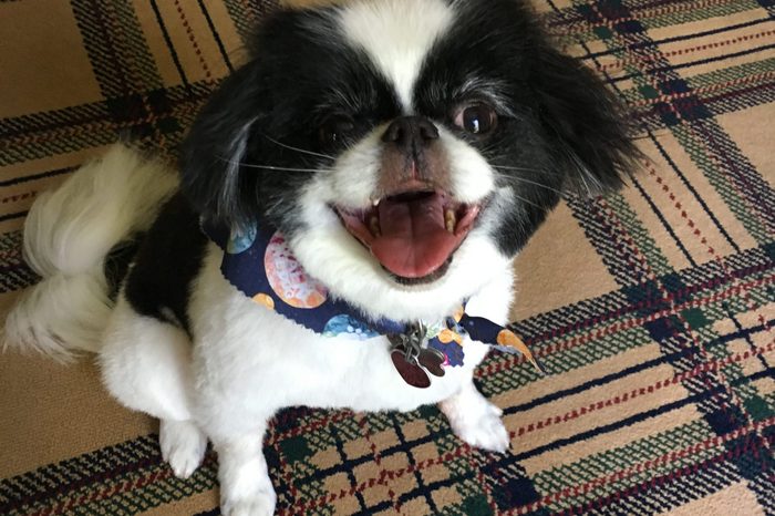 Black and white dog smiling