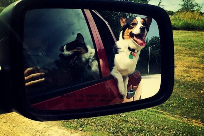 Dog looking out the window