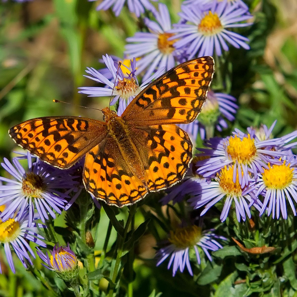 purple mountain Aster