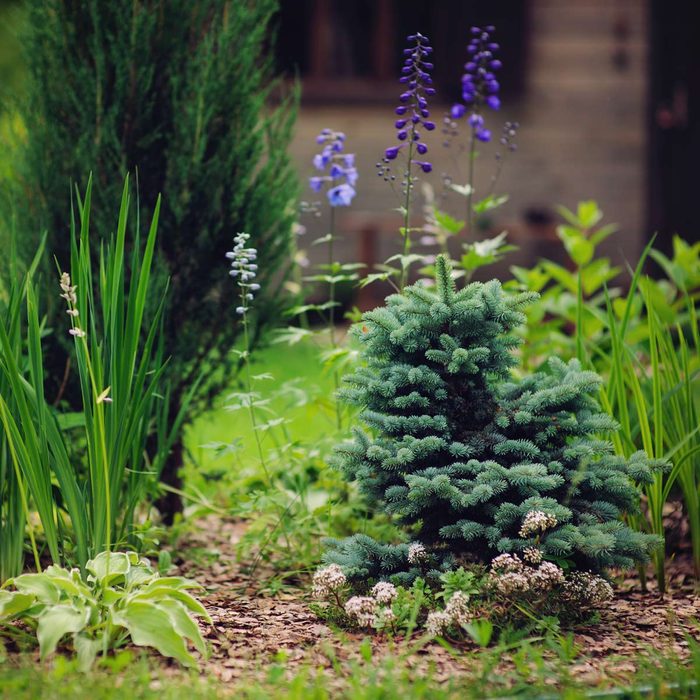 dwarf pine tree plants