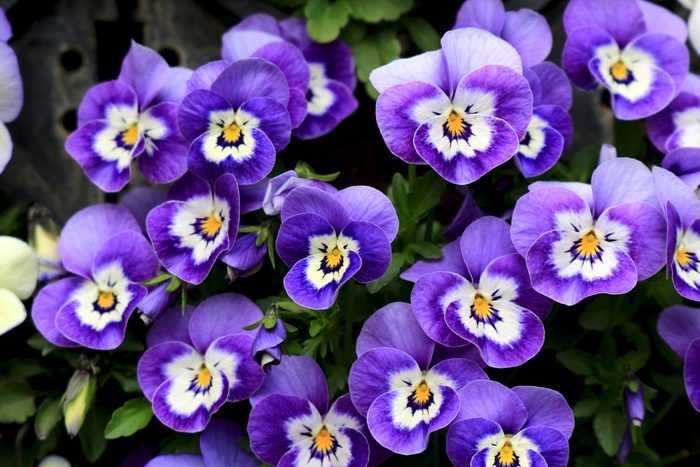 Pansy