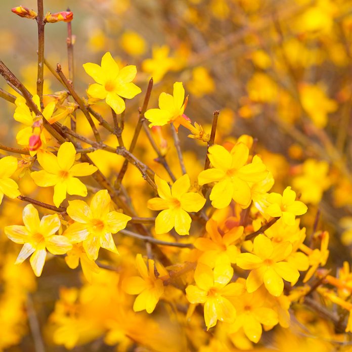 Winter-Jasmine