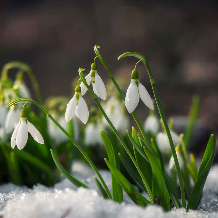 Snowdrop