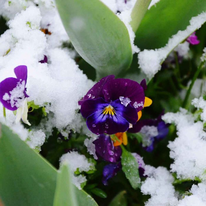 Violas