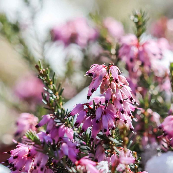 Winter Heath