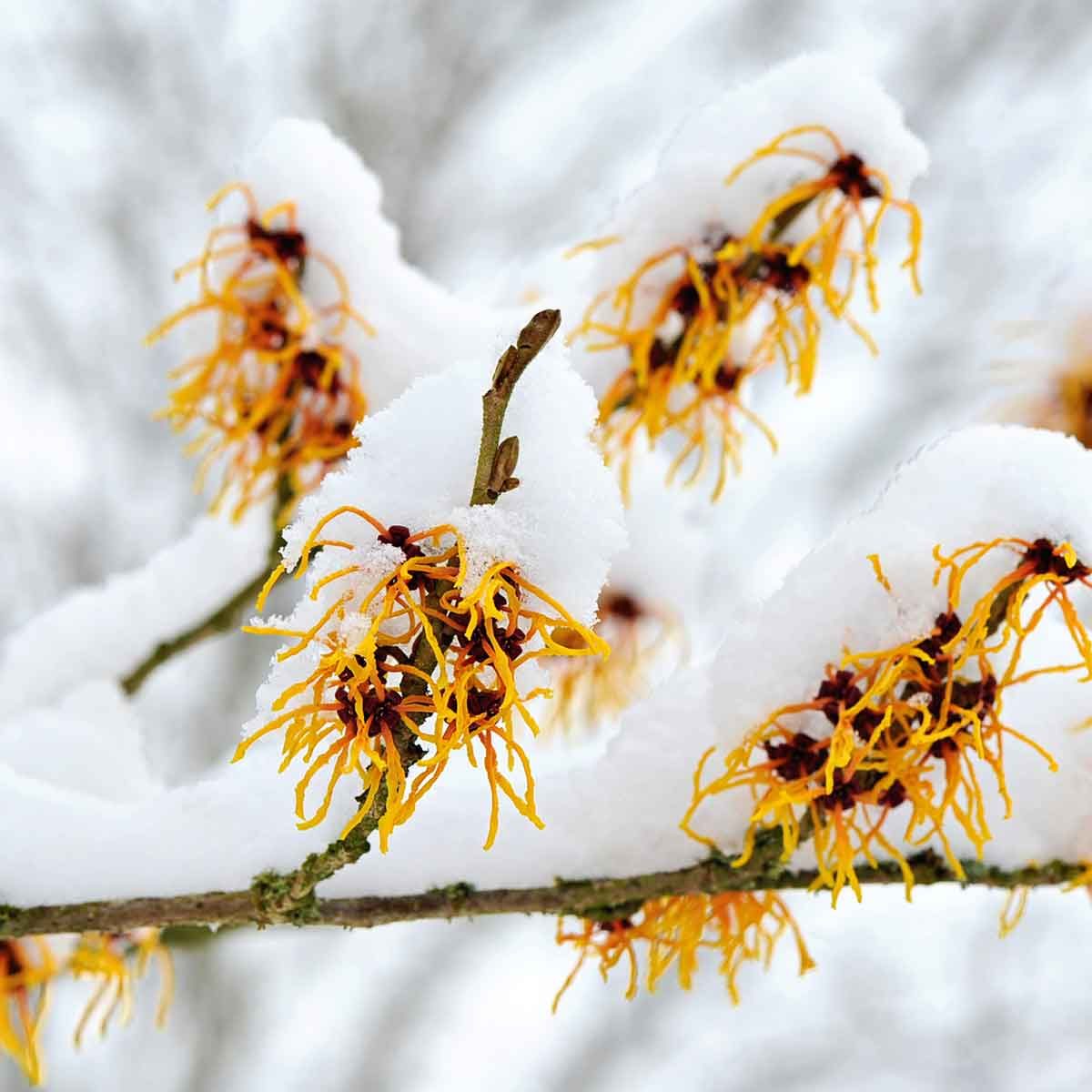 Witch hazel 