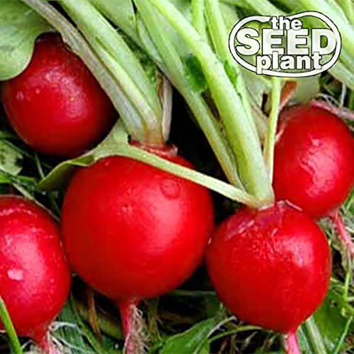 radishes grow at home